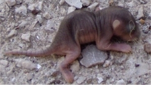 mioxos